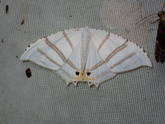 Epiplema albipennaria