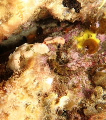 Helcogramma decurrens