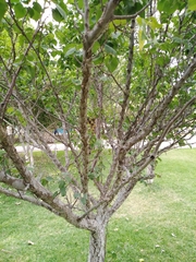 Prunus armeniaca