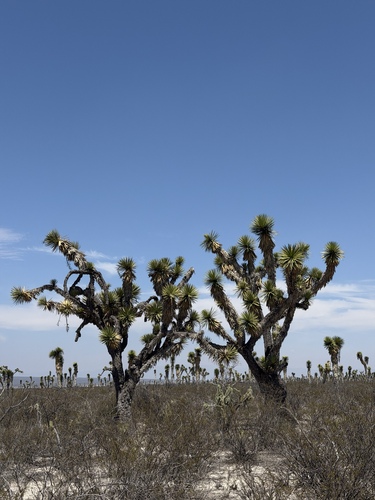 tree yucca (Yucca filifera)