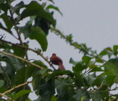Ramphocelus carbo