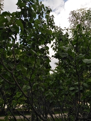 Prunus armeniaca