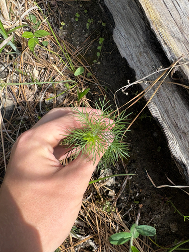 standing cypress (Ipomopsis rubra)