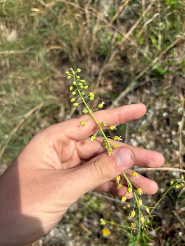 sicklepod (Borodinia canadensis)