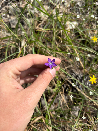 Venus's looking-glass (Triodanis biflora)