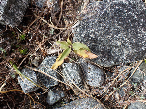 Hakeke (Olearia ilicifolia)