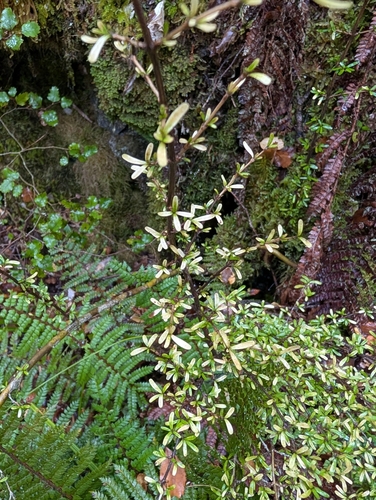 Coprosma cuneata observed 2026-04-04