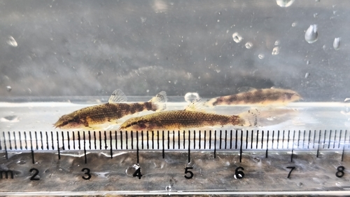 Dwarf hillstream loach (Neohomaloptera johorensis) — Balitoridae — 5