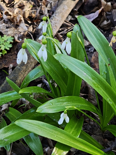 Galanthus woronowii, photograph 4