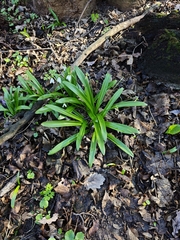 Galanthus woronowii, photograph (c) Igor Balashov, some rights reserved (CC BY)