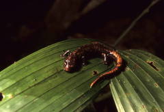 Amazon Mushroomtongue Salamander photo 3