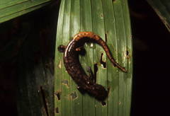 Amazon Mushroomtongue Salamander photo 4