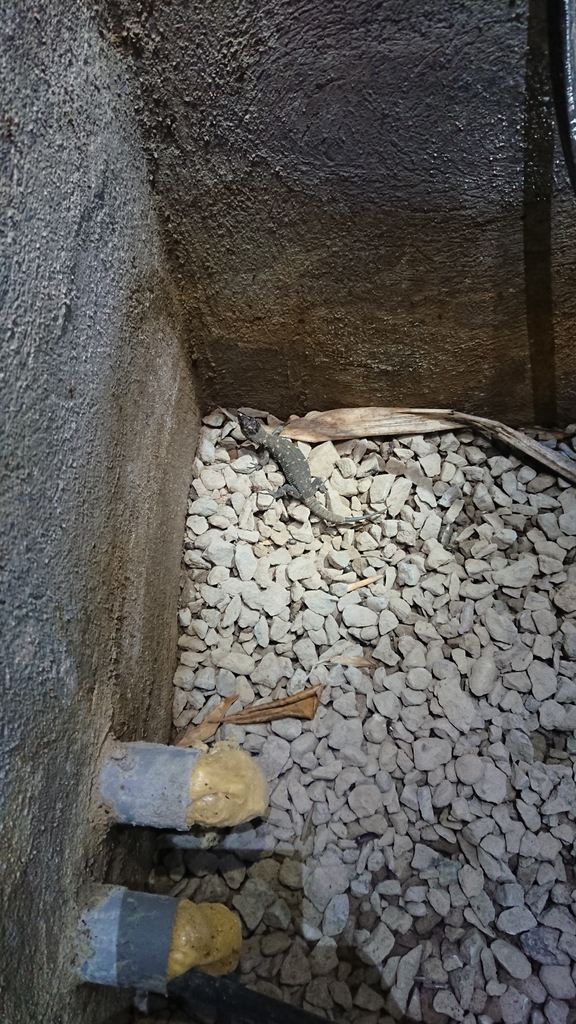 Costa Rican Tropical Night Lizard