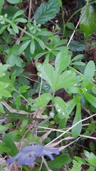 Nemophila phacelioides