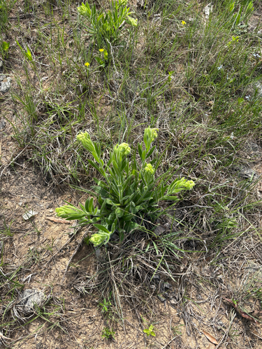 deceptive marbleseed (Lithospermum decipiens)