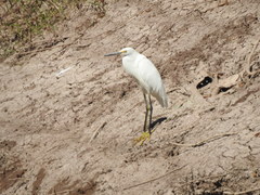 Egretta thula