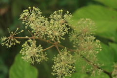 Aralia cordata sachalinensis