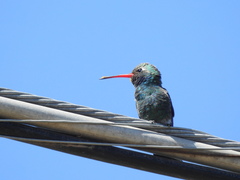 Cynanthus latirostris