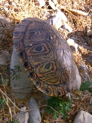 Trachemys venusta cataspila