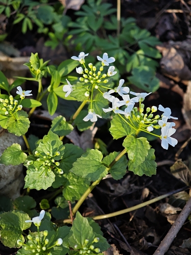Caucasian Penny-cress (Pachyphragma macrophyllum)
