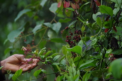 Burmeistera glabrata