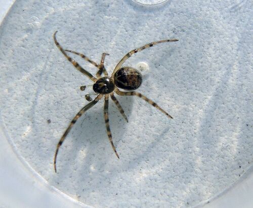 Schorssteatoda, Нижний Тагил, Свердловская обл., Россия, photo 6 of 10