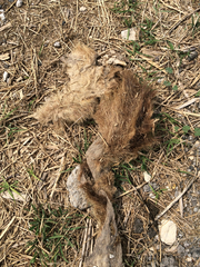 Myocastor coypus