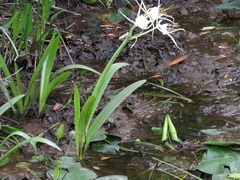 Hymenocallis gholsonii