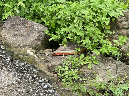 Chinese Skink