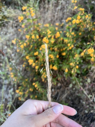 Blue Wild Rye (Elymus glaucus)
