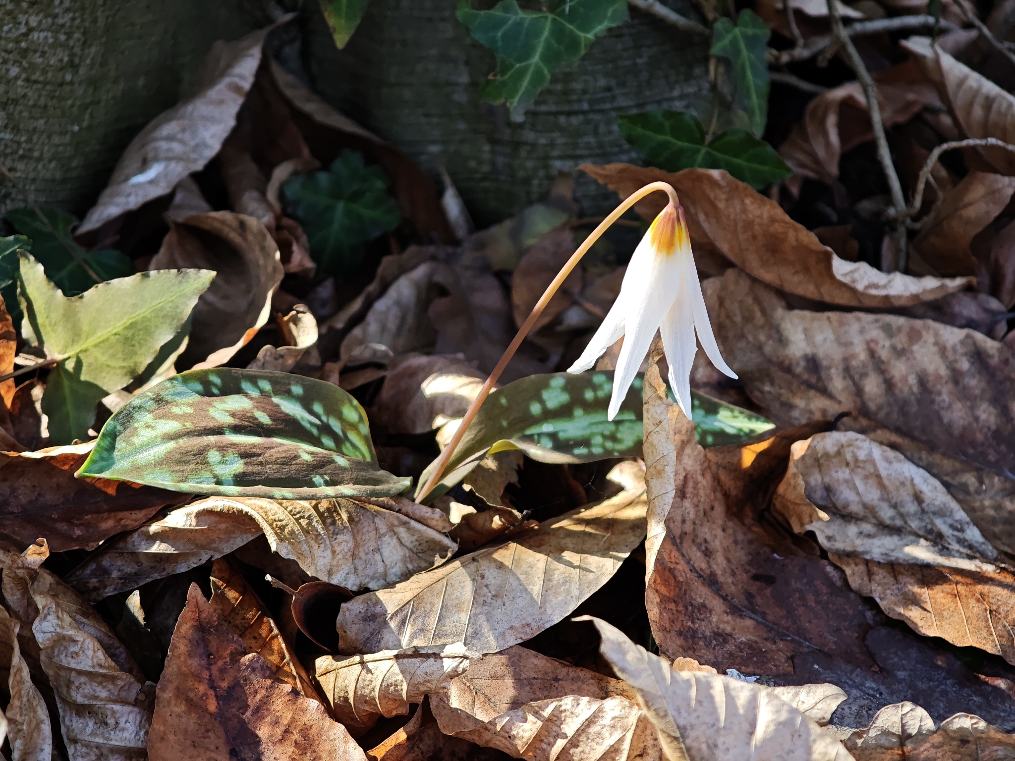 Caucasian Dog's Tooth Violet (Erythronium caucasicum)