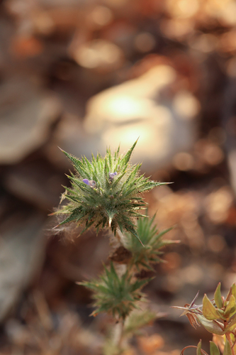 Skunkweed (Navarretia squarrosa)