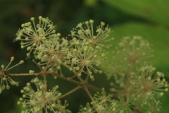 Aralia cordata sachalinensis