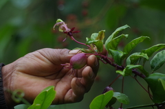 Burmeistera glabrata