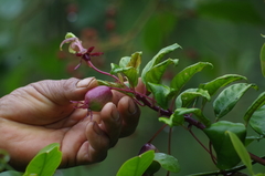 Burmeistera glabrata