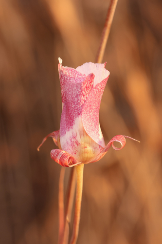 clay mariposa lily (Calochortus argillosus)