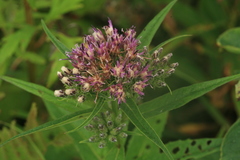 Saussurea acuminata sachalinensis