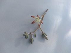 Graptopetalum sinaloensis