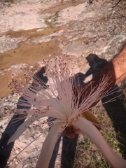 Pseudobombax palmeri