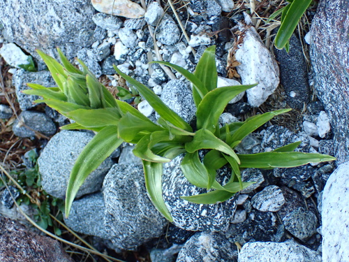 Dolichoglottis scorzoneroides, photograph 2
