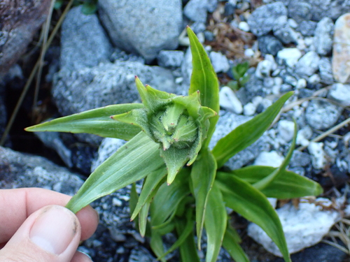 Dolichoglottis scorzoneroides, photograph 3