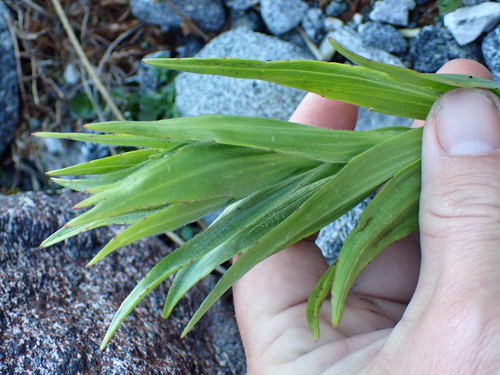 Dolichoglottis scorzoneroides, photograph 4