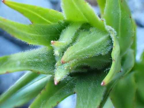 Dolichoglottis scorzoneroides, photograph 5