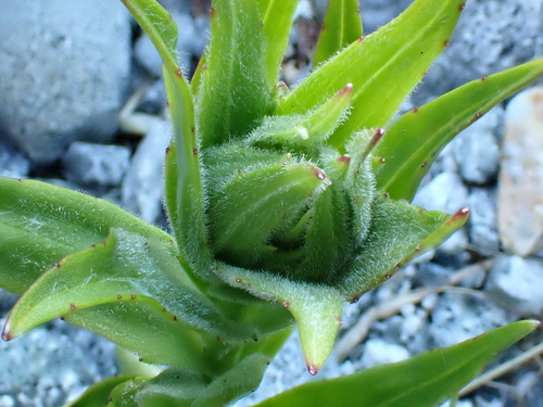 Dolichoglottis scorzoneroides, photograph 6