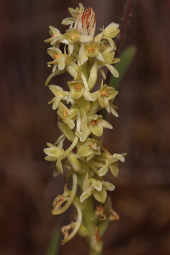 Michael's Rein Orchid (Platanthera michaelii)