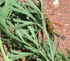 Polistes dominula