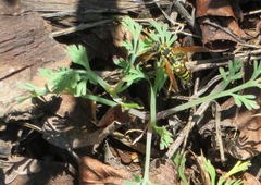 Polistes dominula