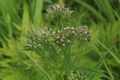 Saussurea acuminata sachalinensis