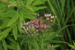 Saussurea acuminata sachalinensis