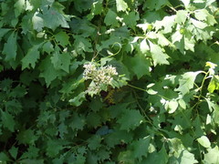 Gymnanthemum capense